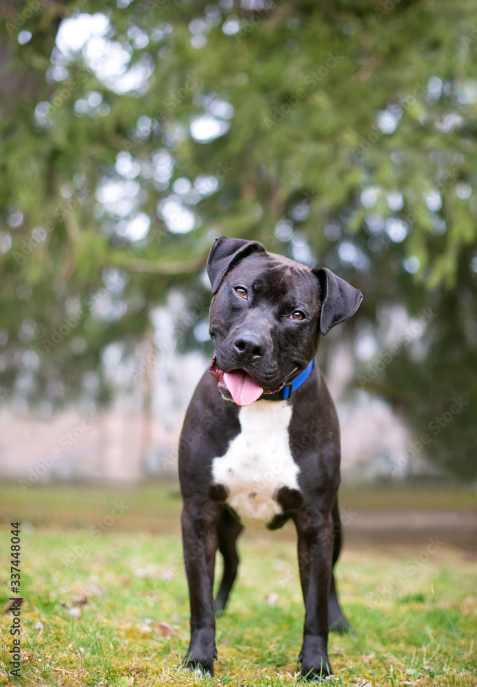 A friendly black and white Pit Bull Terrier mixed breed dog standing outdoors and listening with a head tilt A friendly black and white Pit Bull Terrier mixed breed dog standing outdoors and listening with a head tilt