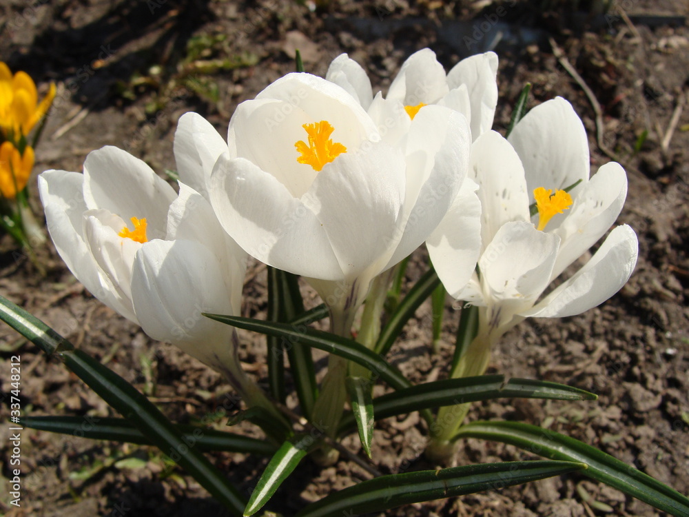 White crocuses growing on the ground in early spring. First spring flowers blooming in garden. Spring meadow full of white crocuses, Bunch of crocuses. White crocus blossom close up. Early spring White crocuses growing on the ground in early spring. First spring flowers blooming in garden. Spring meadow full of white crocuses, Bunch of crocuses. White crocus blossom close up. Early spring