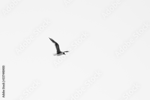 seagull in flight © GUILLERMO