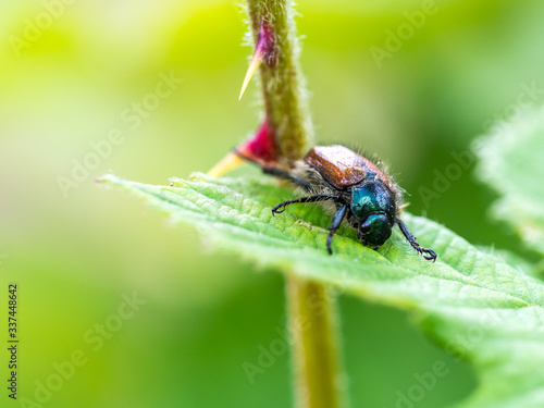 High Angle Close-up Of Insect On Plant © jens schwarz/EyeEm