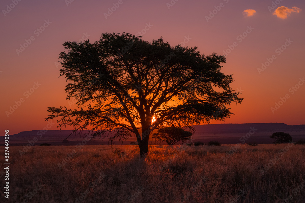 African tree at sunset, Marula Tree