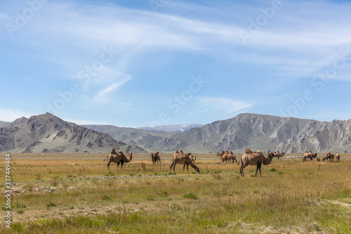 Camel team in steppe with mountains in the background. Altai, Mongolia.