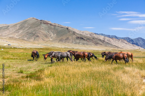 Herd of horses on mountains meadows of mongolian Altai. © Tatiana