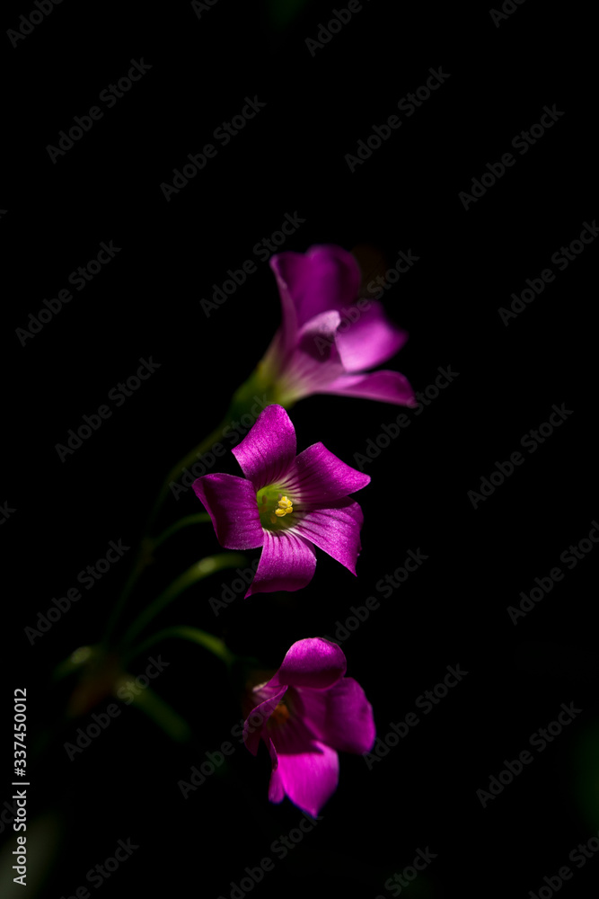 violet flower on black background violet flower on black background