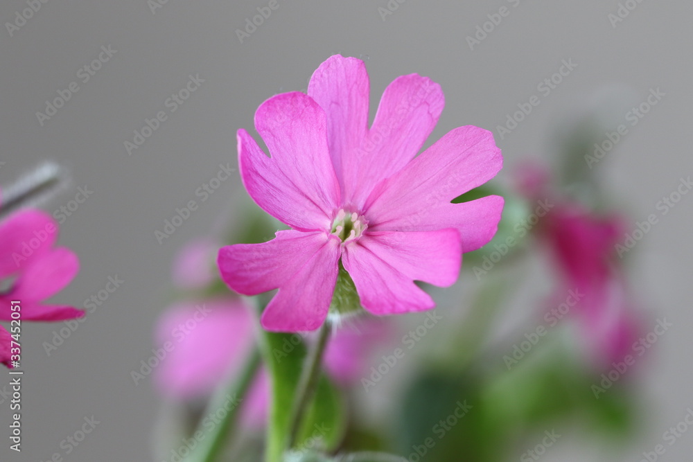 Fototapeta premium silène