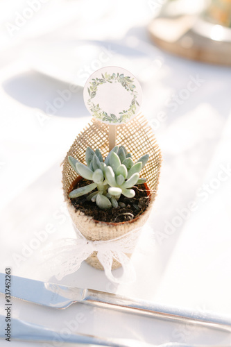 Succulent. Wedding gift. Surrounded by kraft paper and green leafy.