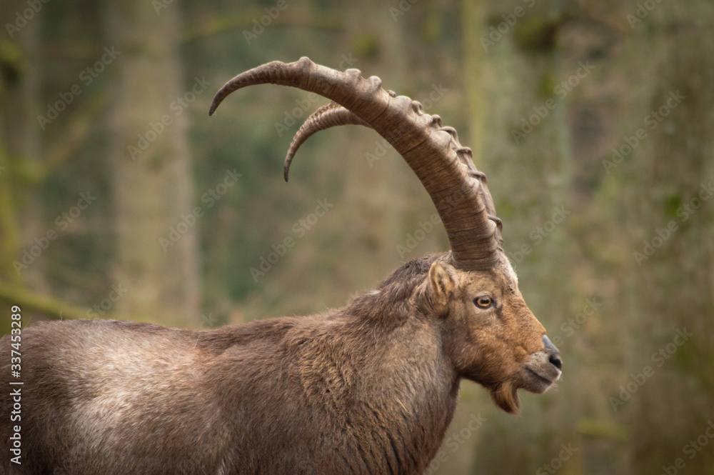 alpine ibex in the forrest