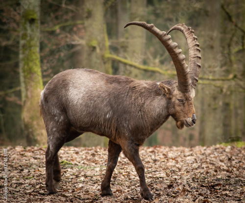 alpine ibex in the forrest