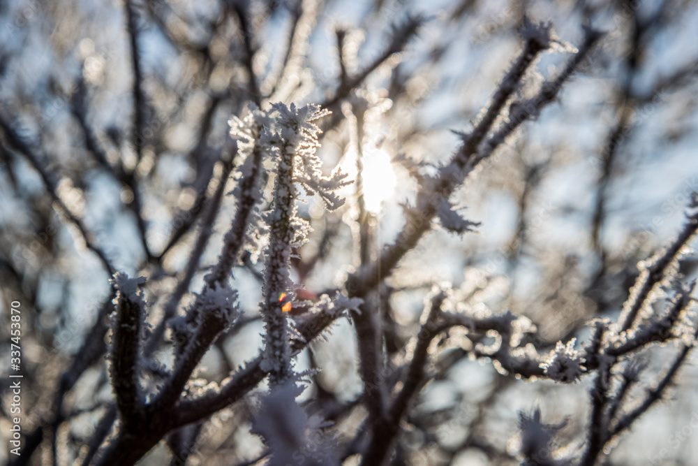 snow covered branches