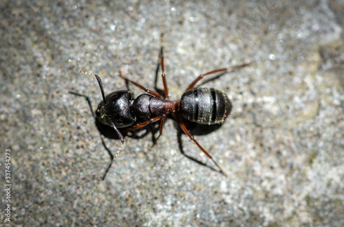 Carpenter Ant Up Close Insects 
