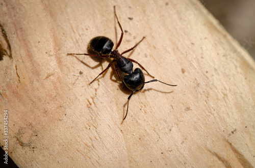Carpenter Ant Up Close Insects  © Mainely Photos