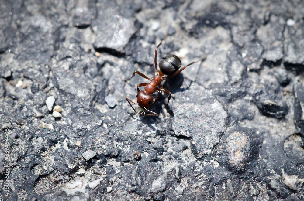Carpenter Ant Up Close Insects Carpenter Ant Up Close Insects