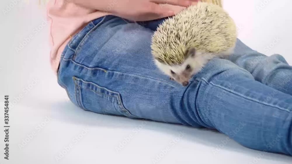 Child with hedgehog at white background. Close up. Slow motion Child with hedgehog at white background. Close up. Slow motion