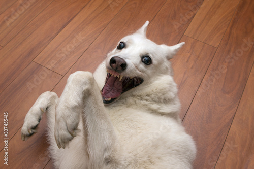 Photography the white kind dog of the West Siberian husky Laika is fooling around, squinting, smiling and having fun in the apartment