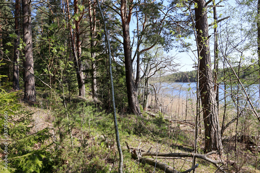 Sweden on the island within the forest Sweden on the island within the forest