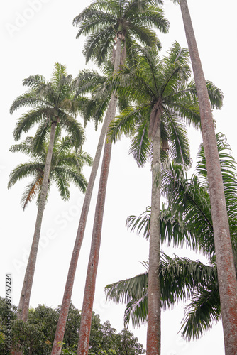 Overexposed photo of palm trees