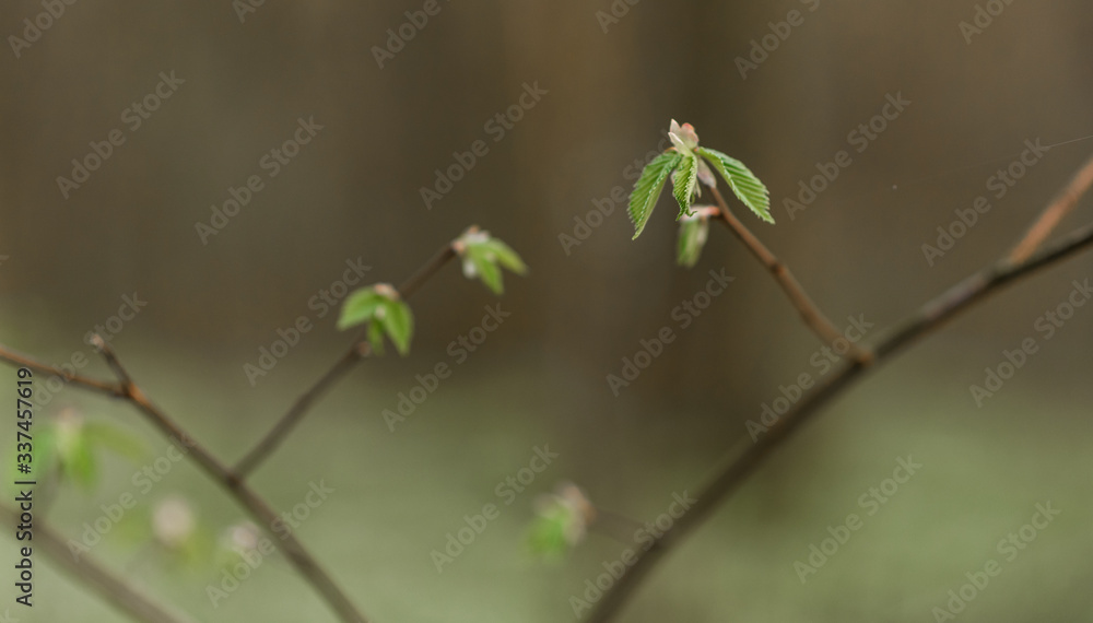 buds of a chestnut buds of a chestnut