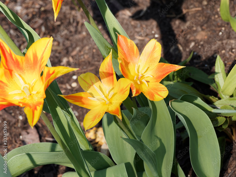 Obraz premium Tulipe à fleur de lis 'Aile de feu' ou tulipa 'Fire Wings' élégantes et couleur flamme, panachée de jaune et rouge s'ouvrant en étoiles