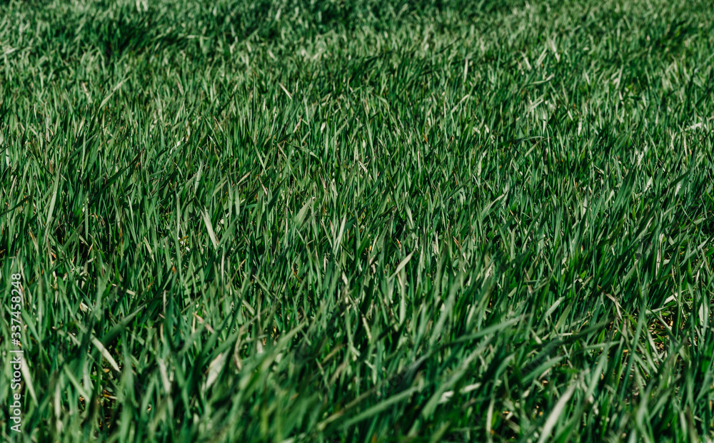 Obraz premium green grass background
