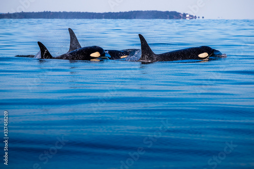 orca killer whales, vancouver island, canada