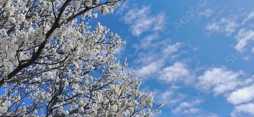 The theme of spring, branches with leaves and blossoming flowers. Bright blue sky with clouds. Spring season. Sunny day, blue sky. 