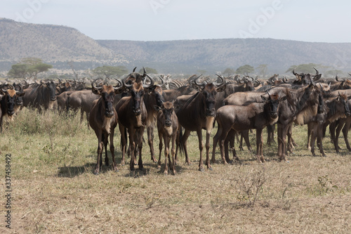 Fototapeta Naklejka Na Ścianę i Meble -  great wildebeest migration