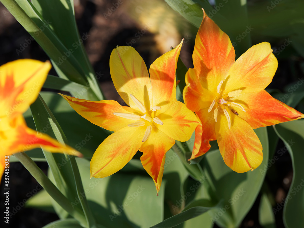 Gros plan sur des tulipes à fleur de lis 'Aile de feu' (Tulipa 'Fire Wings') Gros plan sur des tulipes à fleur de lis 'Aile de feu' (Tulipa 'Fire Wings')