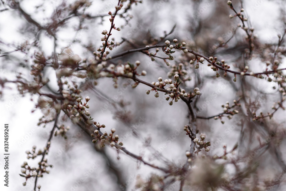 snow covered branches of a tree snow covered branches of a tree