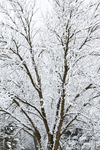 snow covered tree © Katie