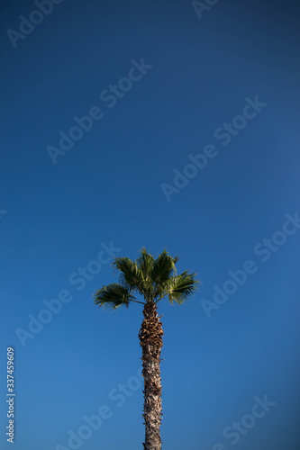 Palm trees against blue sky, Palm trees at tropical coast, vintage toned and stylized.