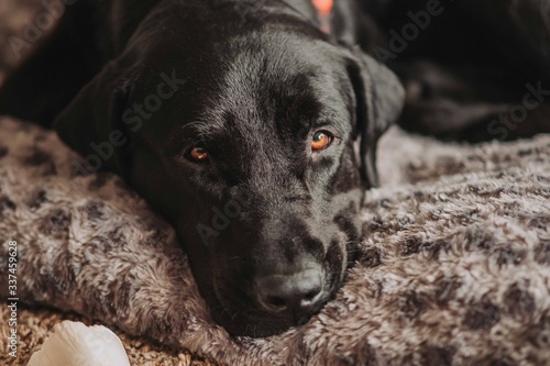 Wallpaper Mural the dog Torontodigital.ca