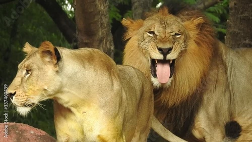 Lion and Lioness opening Mouth. Jungle king roaring detailed view of teeth in forest. Lions head, up close and very detailed.The roar of the lion - Fighting closeup  Lion sitting, roaring, Panth photo