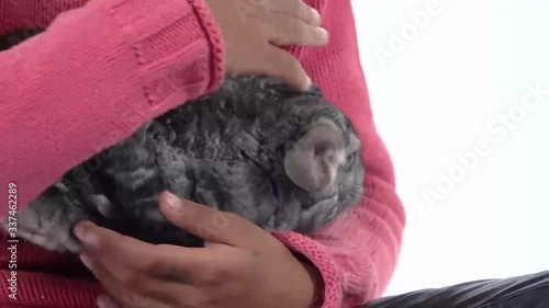 Little african girl is holding and stroking grey chinchilla at white background. Close up. Slow motion photo