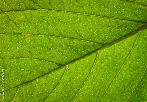 Close up of Green leaf texture background