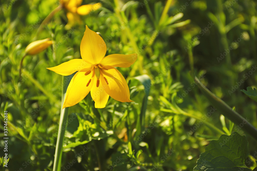 green background with a yellow blooming flower green background with a yellow blooming flower