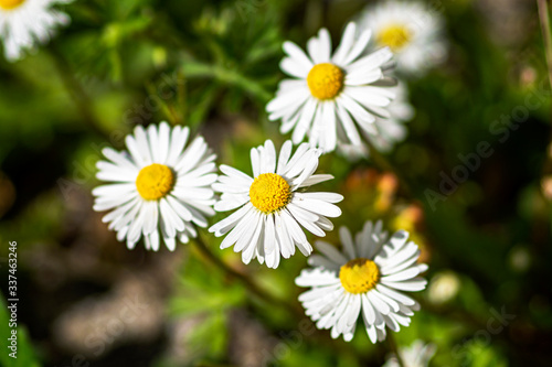 Daisy flower field blossom close-up