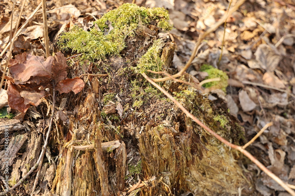 Old stump overgrown with moss Old stump overgrown with moss