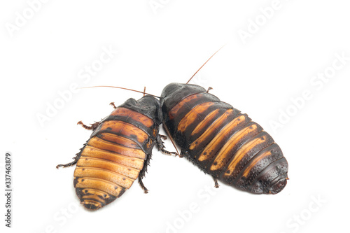 Quadro em tela Two pair Madagascar hissing cockroach (Gromphadorhina portentosa) isolated on wh
