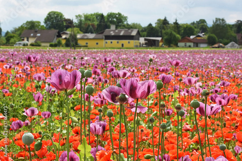 Ein Mohnfeld in Oberösterreich (Österreich) - A field of poppies in Upper Austria photo