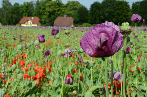 Ein Mohnfeld in Oberösterreich (Österreich) - A field of poppies in Upper Austria photo