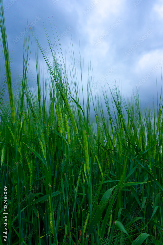 Green young ears of wheat in the field Green young ears of wheat in the field
