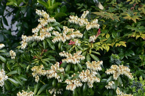 Branches with flowers of Pieris japonica  the Japanese andromeda or Japanese pieris.