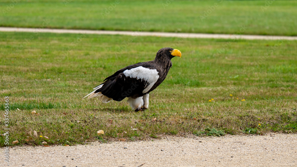 Fototapeta premium black winged blackbird