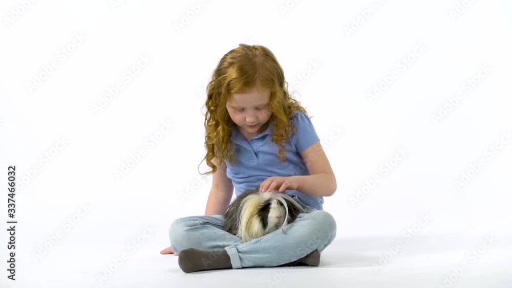 Redheaded little girl with curly hair is stroking fluffy Sheltie guinea pig at white background. Slow motion Redheaded little girl with curly hair is stroking fluffy Sheltie guinea pig at white background. Slow motion