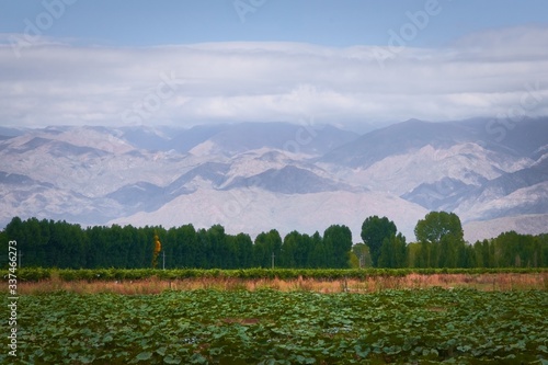 Agricultural plantation in Mendoza, Argentina, with the Andes Mountains in the background.