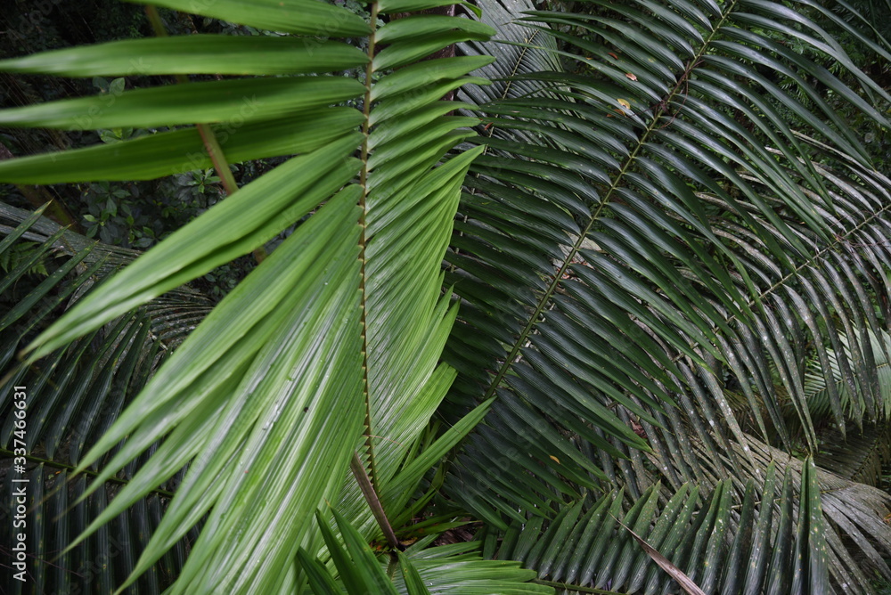 vegetal vegetal