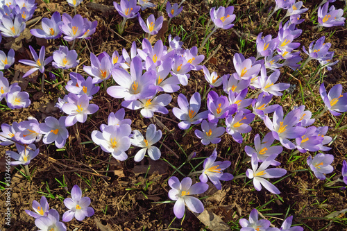 Flowers of crocus  Crocus Vernus  among dry leaves on sunny spring day