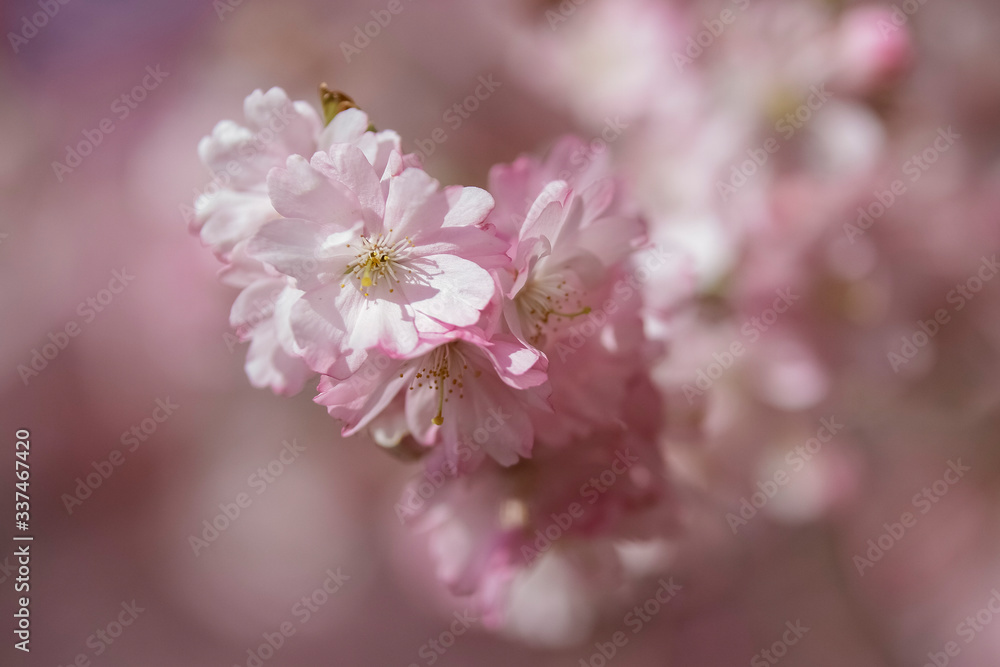Closeup of Wild Himalayan Cherry (Prunus cerasoides) or thai sakura flower Closeup of Wild Himalayan Cherry (Prunus cerasoides) or thai sakura flower