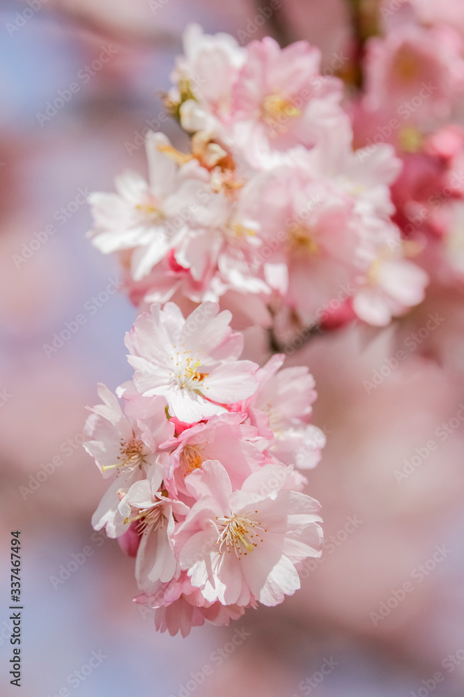 Closeup of Wild Himalayan Cherry (Prunus cerasoides) or thai sakura flower Closeup of Wild Himalayan Cherry (Prunus cerasoides) or thai sakura flower