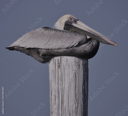 Happy, fat pelican resting on pier